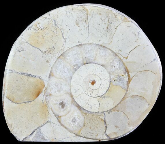 Cut and Polished Lower Jurassic Ammonite - England #62557